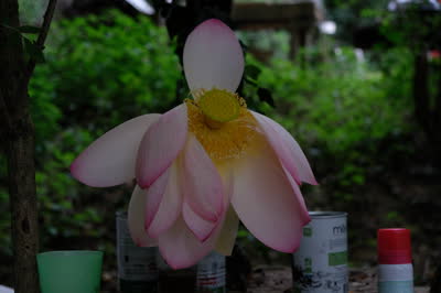 DSCF2833.JPG