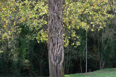 DSCF9961.JPG